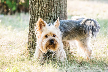 Pissing on the tree dog Yorkshire terrier in the park at summer day