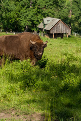 Zimbru - European Bison