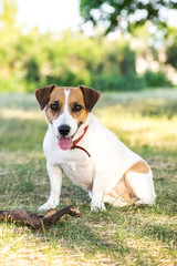 Jack Russell Terrier dog sitting with a wooden stick on grass in summer day