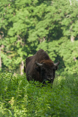 Zimbru - European Bison