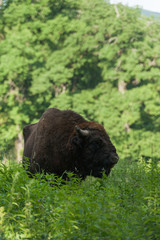 Zimbru - European Bison