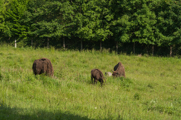 Zimbru - European Bison