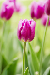Naklejka premium Spring meadow with violet tulip flowers, floral natural seasonal easter background with copy space