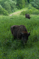 Zimbru - European Bison