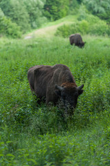 Zimbru - European Bison