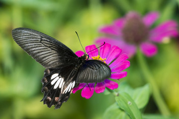 Image of Common Rose Butterfly on nature background. Insect Animal (Pachliopta aristolochiae goniopeltis Rothschild, 1908)