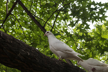 White pigeon on tree branch