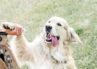 Happy big dog Golden retriever with big smile and a tongue hanging out giving a paw to its owner outdooor at sunner day