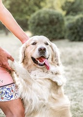 Happy big dog Golden retriever smiling with tongue hanging out giving paw to owner and looking to camera at sunner park