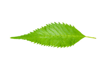 Obraz premium Tecoma stans leaf