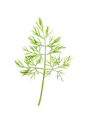 Dill leaves - Dill weed