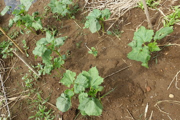 ６月の菜園