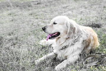 Happy big dog Golden retriever lying and resting on grass outdooor at sunner day at fild. Family dog.