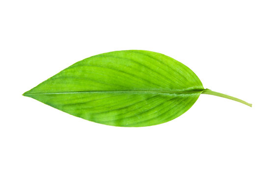 Turmeric leaf, Curcuma leaf