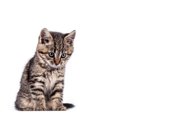 Fototapeta premium Portrait cat close up