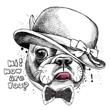 Image Portrait Of French Bulldog In A Elegant Hat And Tie. Vector Illustration.