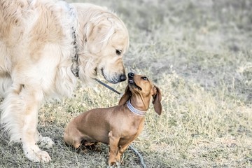 A big dog Golden retriever sniffing a small dog dachshund outdooor at sunner day. Family dogs.