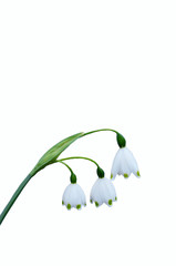 スズランスイセンの花言葉は、「純粋」「純潔」「汚れなき心」