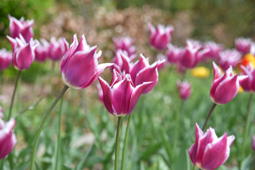 Obraz na płótnie Canvas Tulipes violettes au printemps au jardin