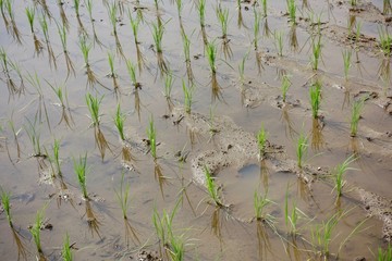 ６月の田んぼ