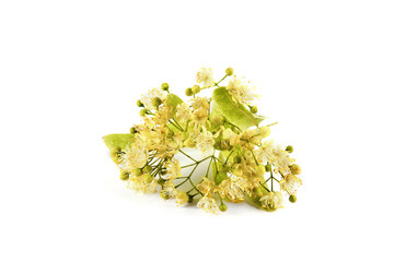 Blossom linden isolated