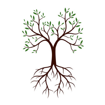 Natural Tree with Leaves and Roots. Vector Illustration.