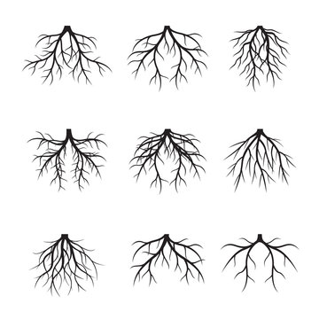 Collection of black Roots. Vector Illustration.