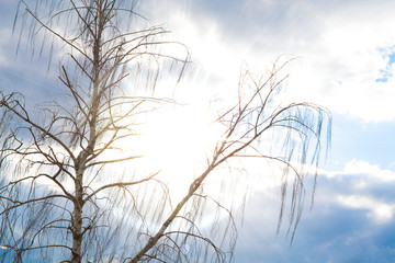 Birch on the blue sky