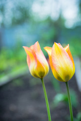 Beautiful tulip in the garden. Shallow depth of field.