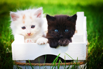 Black & white cats in white box.