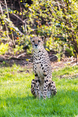 Sitting cheetah in the savannah - animal in wildlife