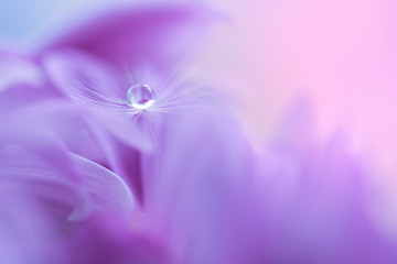 The seed of a dandelion with water drop on purple flower. Macro dandelions on a beautiful...