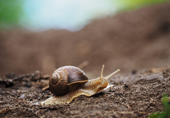 Snail crawling at the ground