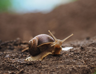 Snail crawling at the ground and looking at camera