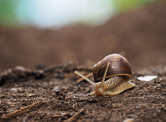 Snail crawling at the ground meeting with ant race