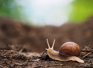 Snail crawling at the ground small snail at the big world