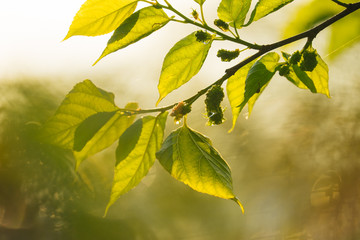 Leaves close up during a morning light. Orange yellow light in the morning make the green leaves not so green and provide a warm feeling of spring and summer morning.  