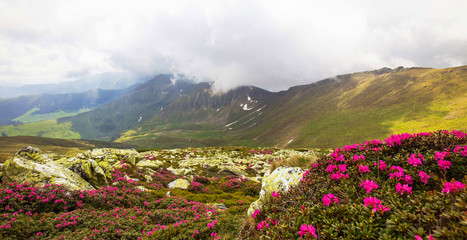 Fototapeta na wymiar Mountain ridge landscape view with fog and closeup Rhododendron flowers