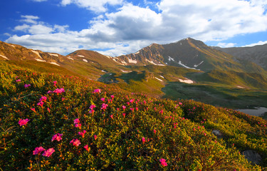 Fototapeta na wymiar Sunny mountain ridge landscape in spring with Rhododendron flowers, scenic alpine view