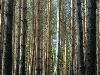 Сосновый лес © igor2