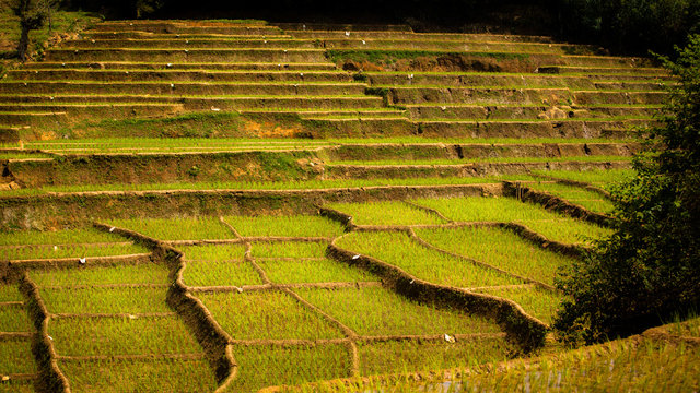 rice terace