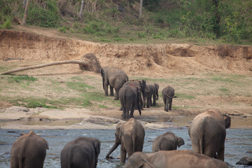 Elephants