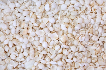 Seashell background with a variety of white shells forming a background.