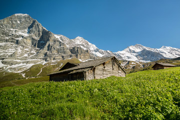 Fototapeta na wymiar le sommet Eiger