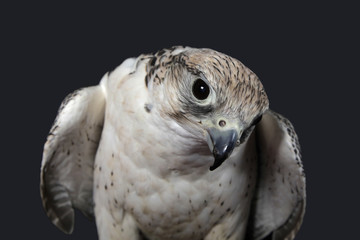 Gerfalke Studioaufnahme Portrait