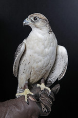 Jagdfalke auf Falkner Handschuh