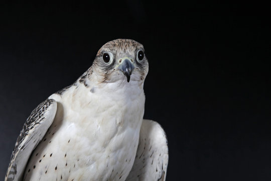Gerfalke wei&szlig;er Falke im Studio