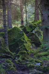 Mystic forest on the slope covered with mossy stones, Norway
