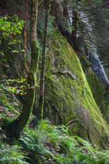 Mountain slope covered with green moss and forest, Norway