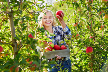 Woman holding crate with ripe red apples on farm